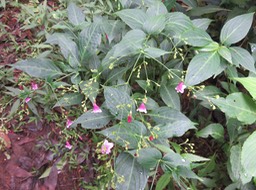 3 Strobilanthes hamiltonianus (Steud.) Bosser et Heine - Califon - Acanthaceae - Inde