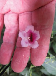 4 Fleur de Strobilanthes hamiltonianus (Steud.) Bosser et Heine - Califon - Acanthaceae - Inde