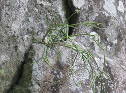 6 Rhipsalis baccifera (J.S. Muell.) Stearn - La perle - Cactaceae - Indigène La Réunion
