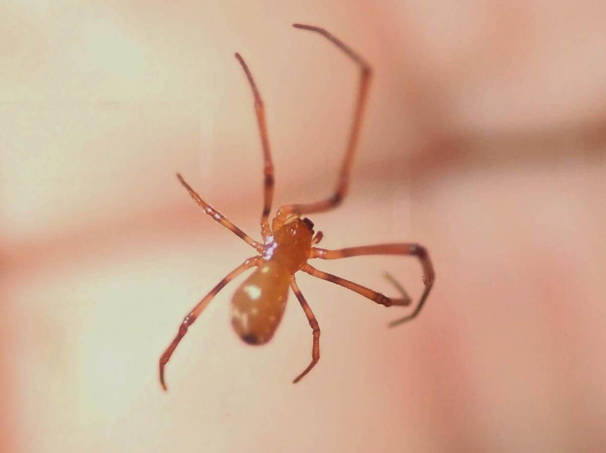 Argyrodes sp. femelle araignée kleptoparasite commensale Nephilengis borbonica