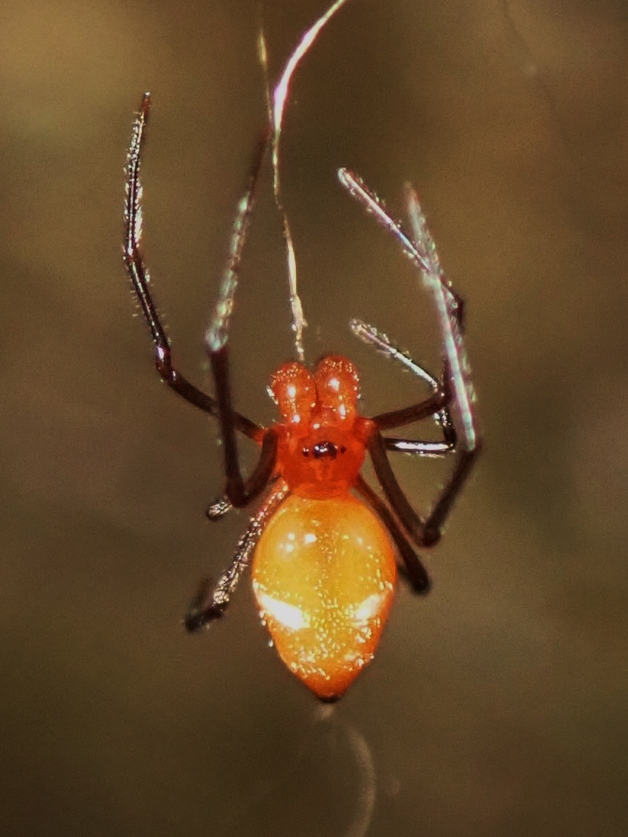 Argyrodes sp. mâle araignée kleptoparasite commensale Nephilingis borbonica