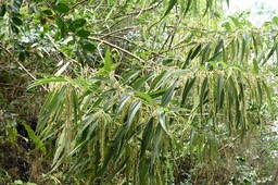 Boehmeria penduliflora - Bois de chapelet - URTICACEAE - EE