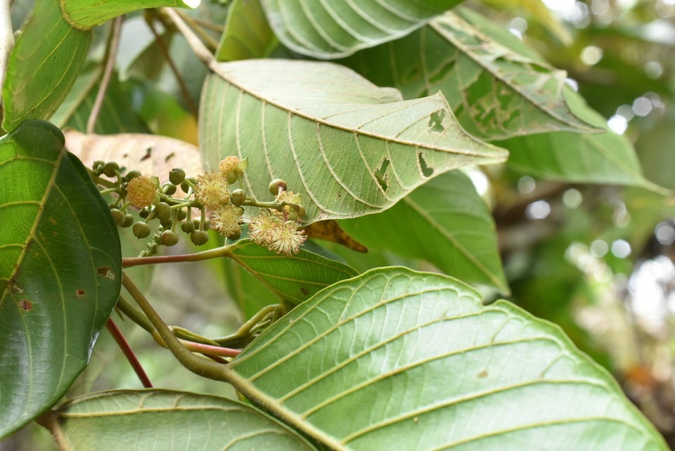 Hancea integrifolia (fleurs mâles) - Bois de perroquet - EUPHORBIACEAE - Endémique Réunion, Maurice