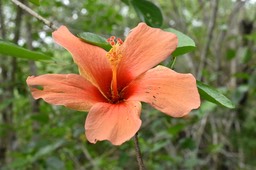 Hibiscus boryanus - Foulsapate - MALVACEAE - Endémique Réunion, Maurice - MB2_1411