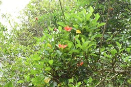 Hibiscus boryanus - Foulsapate - MALVACEAE - Endémique Réunion, Maurice - MB2_1409