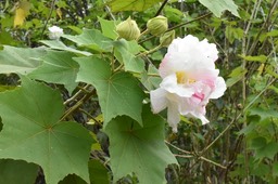 Hibiscus mutabilis - Passerose - MALVACEAE - Chine