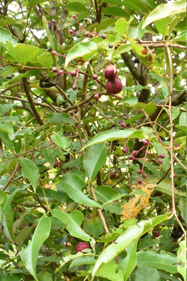 Syzygium cymosum - Bois de pomme rouge - MYRTACEAE - Endémique Réunion, Maurice - 
