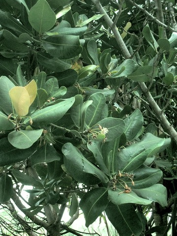 25 2 lalourdonnaisia callophylloides  petit natte fleurs img 0122