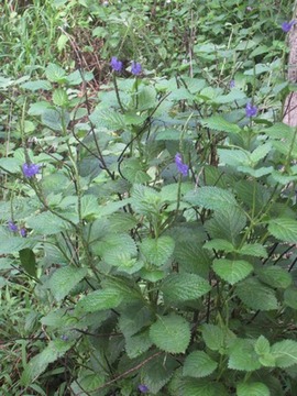 31 Starchytarfeta jamaicensis, zpi  fleur bleue Verbenace IMG 0139
