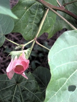 34 5 Gossypium, fleur de c oton fconde IMG 0156