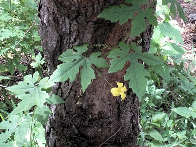 38 liane fleur jaune margose IMG 0154
