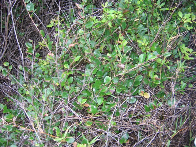 Prunier de Madagascar (anmomorphose) IMG_4962