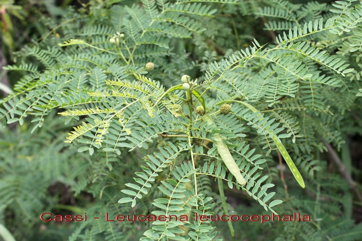 Leucaena leucocephalla - Fabacée - exo