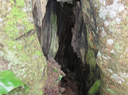 Tronc creux d'un très vieux Weinmannia tinctoria - Tan rouge -CUNONIACEAE - endémique de la Réunion et de Maurice