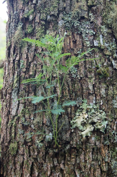 Acacia heterophylla- feuilles juvéniles