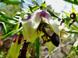abeille sur Heterochaenia rivalsii (4)