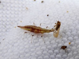 larve de chrysope se nourrissant d'un psylle (7)