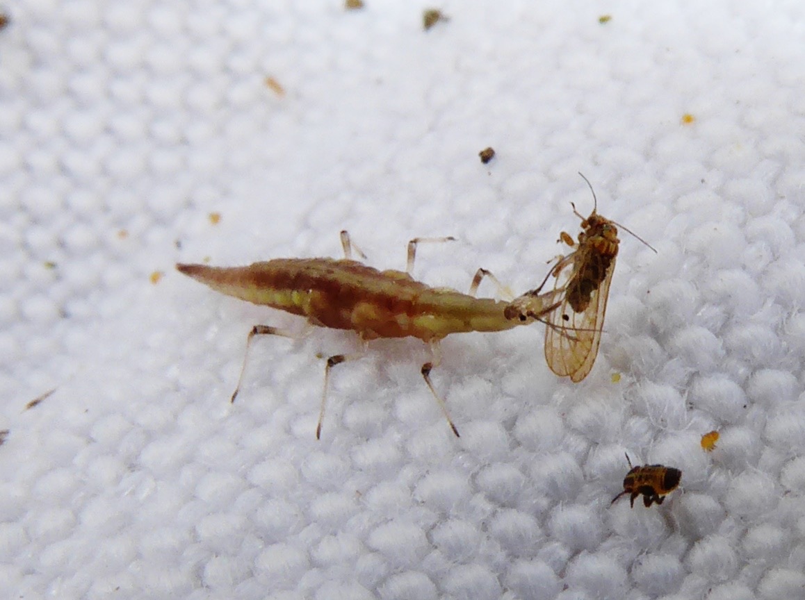 larve de chrysope se nourrissant d'un psylle (7)