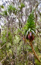 Heterochaenia rivalsii (avec inflorescence en boutons ) Campanulaceae  Endémique Réunion (1)