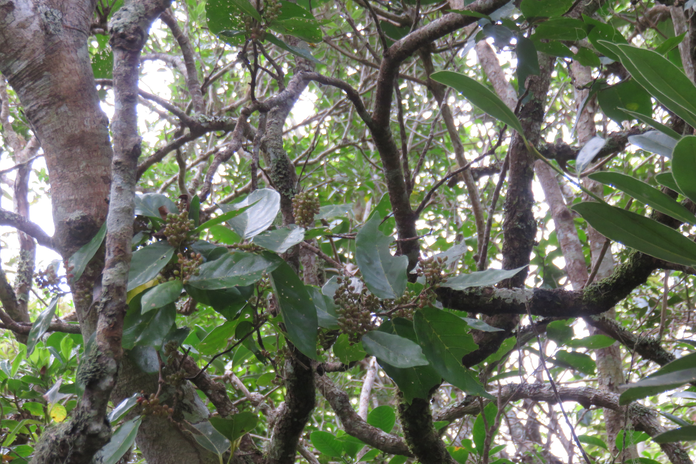 18 Fruits de Antidesma madagascariense - Bois de cabri (blanc) - Euphorbiaceae