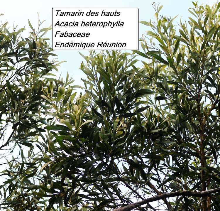 bc52- Acacia heterophylla