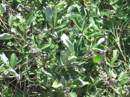 Vitex trifolia
Bois camlon IMG_0217