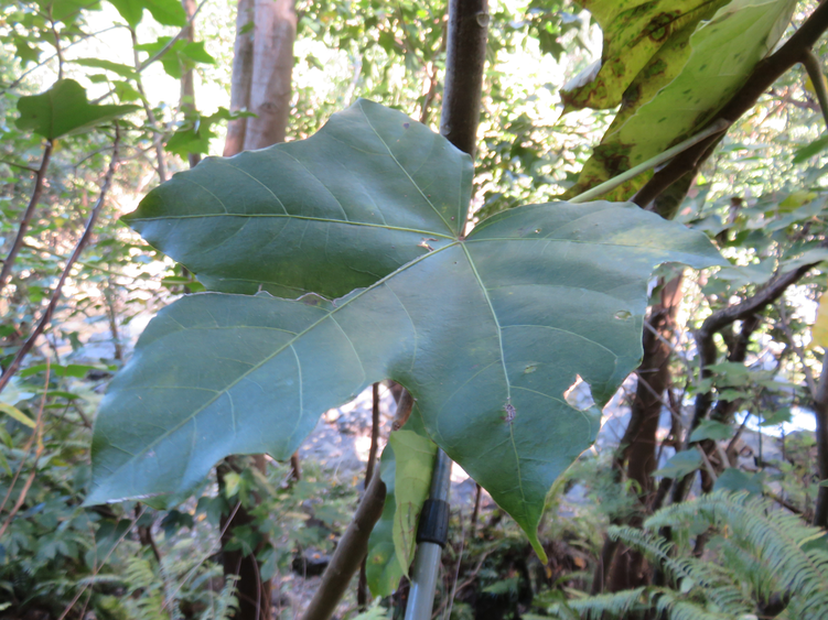 13 Feuille (juvénile?) Aleurites moluccanus (L.) Willd - Bancoulier - Euphorbiaceae - Asie tropicale et Océanie