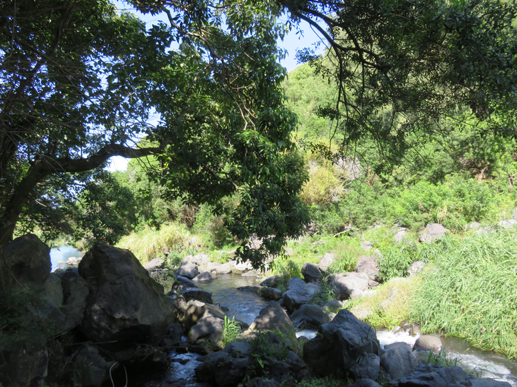 21 Sur les bords de la rivière Langevin ombragée par Aleurites moluccanus (L.) Willd - Bancoulier - Euphorbiaceae - Asie tropicale et Océanie