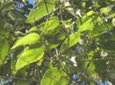 11 3 Trema orientalis, bois d'and rze, feuilles Makes pIMG 0415