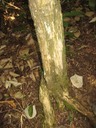 13 5  Nuxia verticillata, bois  maigre, tronc, Makes IMG 0489