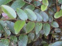 29 3 Phyllanthus phillyeifolius, bois d e ngresse, feuilles Makes IMG 0470