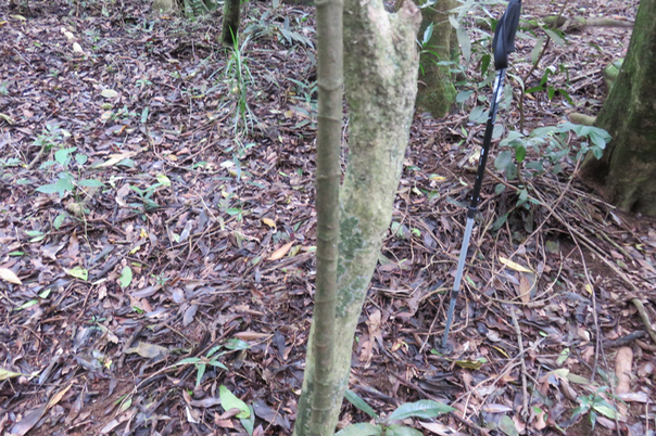 7 Bâton perdu. Les "bosses" d'Ochrosia borbonica - Bois jaune - Apocynaceae  - endémique de la Réunion