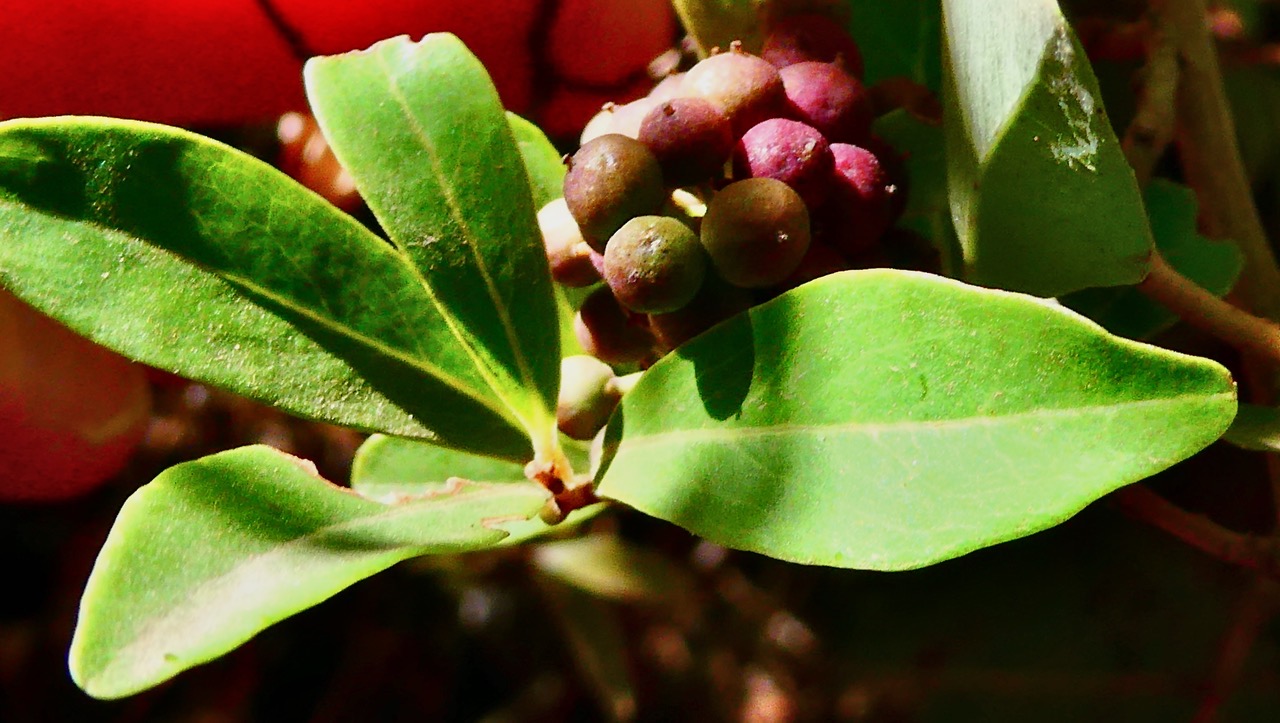 Embelia angustifolia  liane savon.primulaceae.endémique Réunion Maurice.