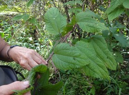 19 Boehmeria stipularis Bois de source  URTICACEE Masc DSC07598-1