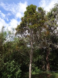 94 1 Syzygium Bois de pomme MYRTACEE Masc DSC07602B-1