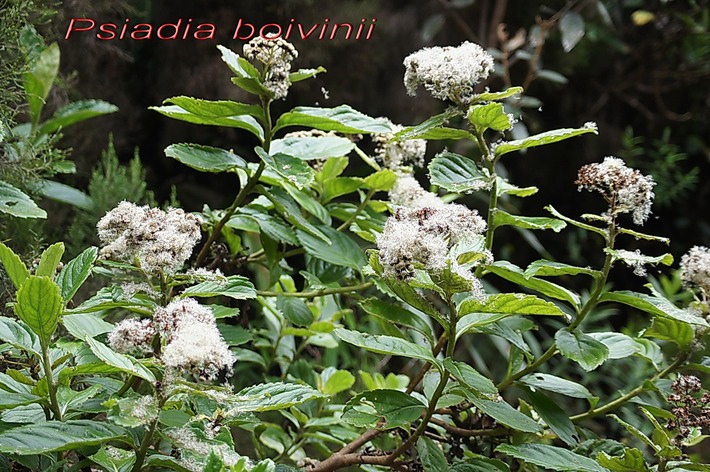 Bouillon blanc Psiadia boivinii - ASTERACEAE- E.jpg