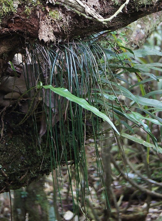 Fougre ficelle- Vittaria isoetifolia-VITTARIACEAE-I.jpg