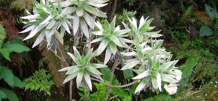 Helichrysum - Immortelle (Fr;) alias Bois de velours ou Velours (Cr.) IMG_0129.JPG