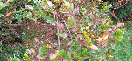 Bois de Négresse - couleur rouge du début de la saison chaude, comme pour de nombreuses plantes sur l'île en ce mois de novembre. - IMG_0135.JPG