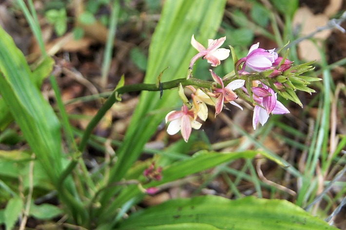 Une orchide- Calanthe sylvatica.jpg