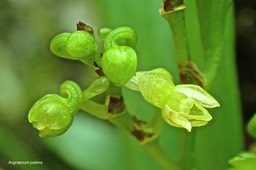 Angraecum patens. (détail de l'inflorescence )orchidaceae.endémique Réunion .P3090063