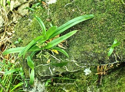 Angraecum patens.orchidaceae.endémique Réunion.P3090050