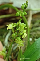 Angraecum patens.orchidaceae;endémique Réunion.P3090041