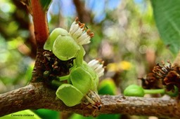 Casearia coriacea. bois de cabri rouge.( fleurs )salicaceae.endémique Réunion Maurice.P1026683