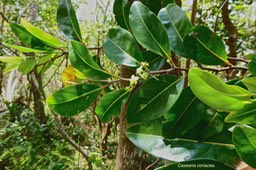 Casearia coriacea .bois de cabri rouge .salicaceae.endémique Réunion Maurice.P1026688