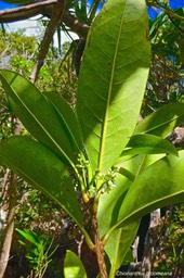 Chionanthus broomeana . bois de coeur bleu. (feuilles face inférieure et inflorescence .)oleaceae.endémique Réunion.P1027105