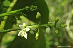Chionanthus broomeana. bois de coeur bleu. ( inflorescence ) oleaceae.endémique Réunion.P3170033