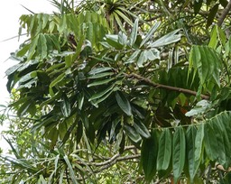 Cnestis glabra. mafatembois.liane boeuf.connaraceae.. liane indigène à la Réunion .P1027214