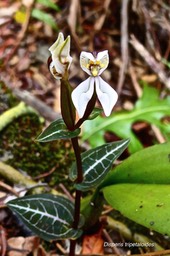 Diisperis tripetaloides . orchidaceae.indigène Réunion.P1026726