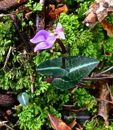 Disperis cordata.orchidaceae. indigène Réunion.P1027188